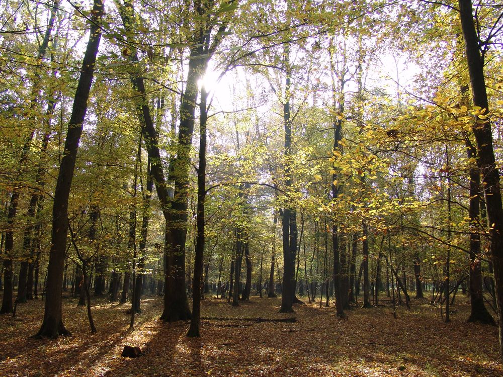 Halápi Erdészet