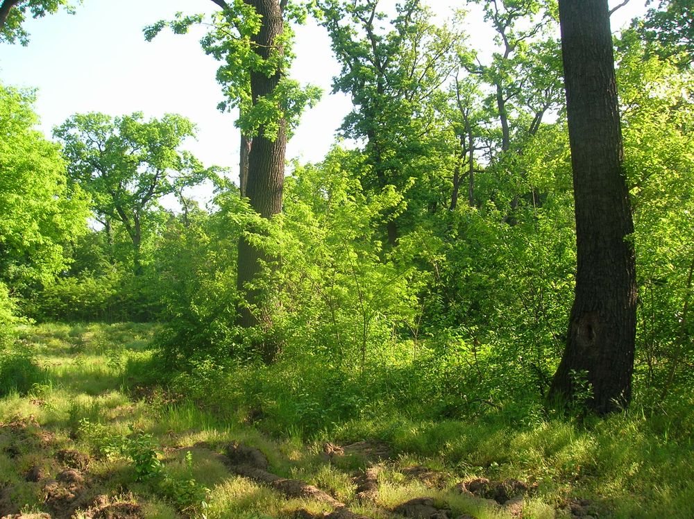 Nyírlugosi Erdészet
